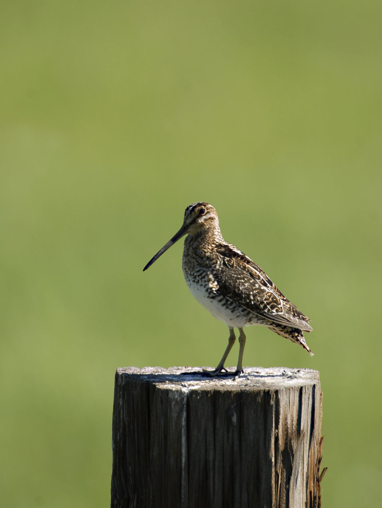 Wilson's Snipe